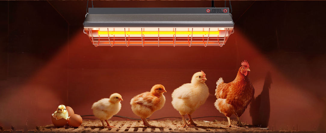 Industrial poultry infrared heater